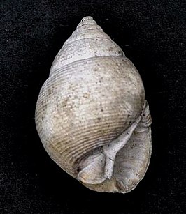 Demoulia ventricosa