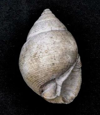 <i>Demoulia ventricosa</i> Species of gastropod
