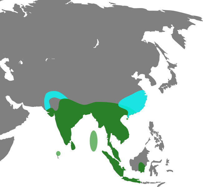 File:Dendrocygna javanica Map.svg