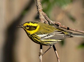 Townsends warbler Species of bird