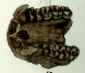 Челюсть Dendropithecus macinnesi