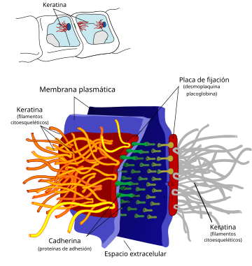 Desmosoma