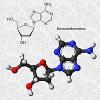 Desoxiadenosina
