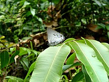 Male, Mount Apo, Mindanao Deudorix philippinensis, male, Mt. Apo.JPG