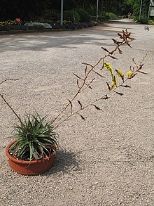 Deuterocohnia schreiteri (TS) 2-00126.jpg