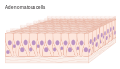 Diagram of glandular cells CRUK 034.svg
