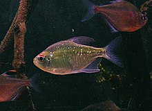 Diamond tetra 2.JPG