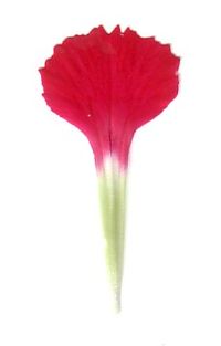 Detail of a petal of carnation (Dianthus). The lower part, narrower and green or whitish, is the claw; the wider, colored part is the limb of the petal. Dianthus clawed petal.jpg