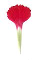 „genageltes“ Kronblatt von Dianthus: „Platte“ (rot) und „Nagel“ (weiß)