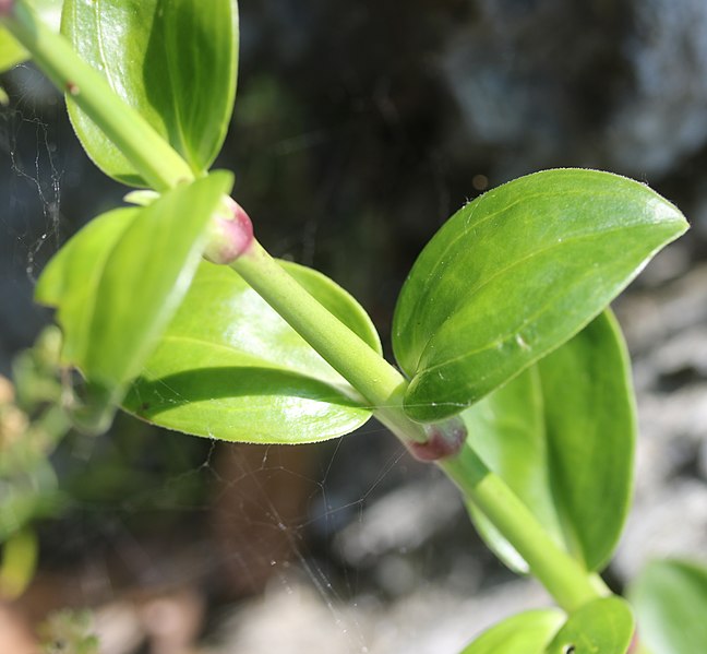 File:Dianthus japonicus (leaf).jpg