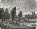 Illustrasjon til F.C. Schübeler: Die Pflanzenwelt Norwegens. (Christiania, 1873-1875)