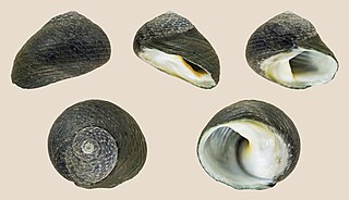 <i>Diloma zelandicum</i> Species of gastropod