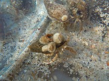 Live barnacles on a shell with the small hermit crab (Diogenes pugilator) Diogenes pugilator, Serhiivka.jpg