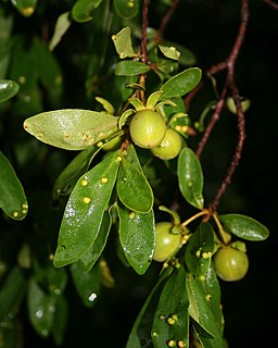 <i>Diospyros lycioides</i> Species of African shrub