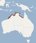 Miniatura per Ratpenat de l'oest d'Austràlia