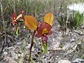 Diuris longifolia