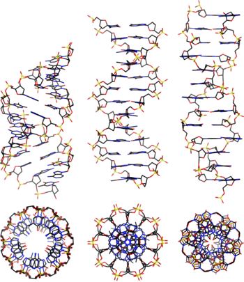 Definition of base pair - NCI Dictionary of Genetics Terms - NCI