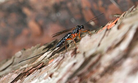 Through chemical receptors the wasp suspects the host for her eggs