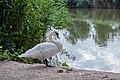 * Nomination Mute swan at Donaupark, Vienna. --Tsui 01:46, 21 July 2019 (UTC) * Promotion Good quality. -- Johann Jaritz 03:45, 21 July 2019 (UTC)
