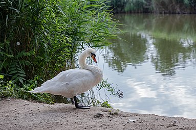 Donaupark