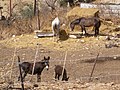 Donkeys and Horses in Akbara - panoramio.jpg