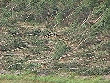 Trees uprooted or displaced by the force of a downburst wind in northwest Monroe County, Wisconsin. Downburst damage.jpg