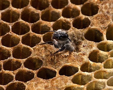 Apis Mellifera drone at the moment of birth