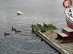 Ducks on fingerdock at Britannia Yacht Club, main harbour