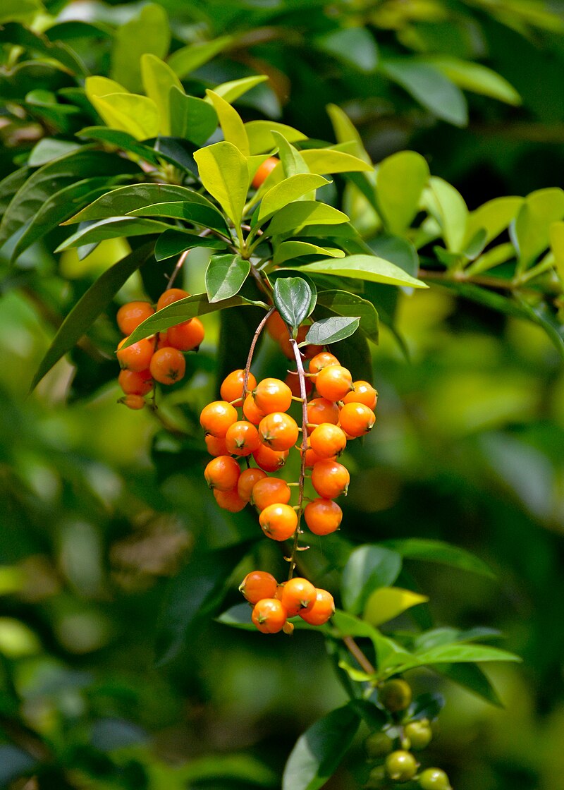 Duranta erecta fruits.jpg