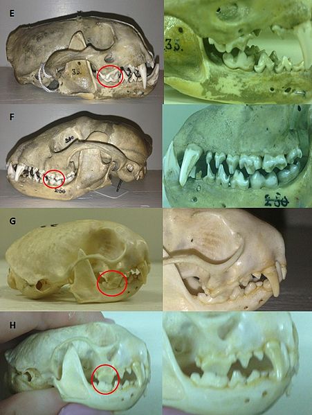 File:EFGH Carnassial teeth of otter, raccoon, mongoose and weasel. Taken at Imperial College London.jpg