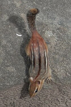 Eastern Chipmunk (Tamias striatus)