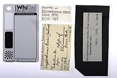File:Echinarachnius brevis - ECH-000321 label.jpg (Category:Echinodermata in the Natural History Museum of Denmark)