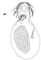 Female genitalia