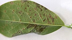 Edema on Annona macroprophyllata leaf.jpg