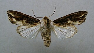 <i>Egira conspicillaris</i> Species of moth