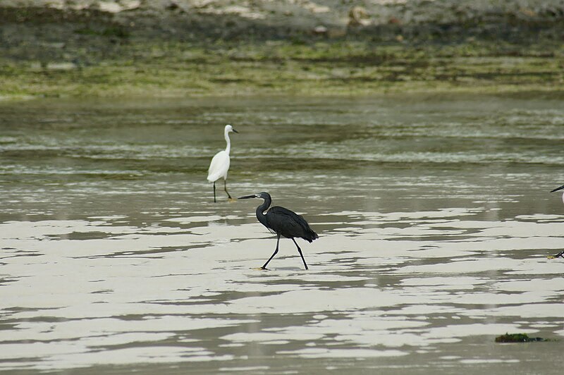 File:Egretta blanca in Zanzibar Nungwi.jpg