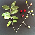 Ekebergia capensis leaf and fruit.JPG