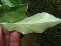 Leaf surface (back)