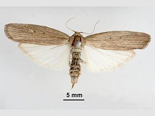 <i>Eldana</i> Genus of moths