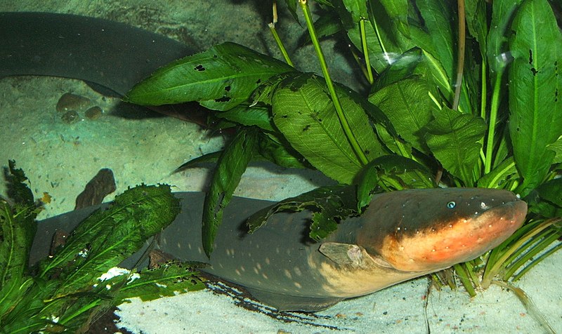 https://upload.wikimedia.org/wikipedia/commons/thumb/0/00/Electric-eel_%28cropped%29.jpg/800px-Electric-eel_%28cropped%29.jpg