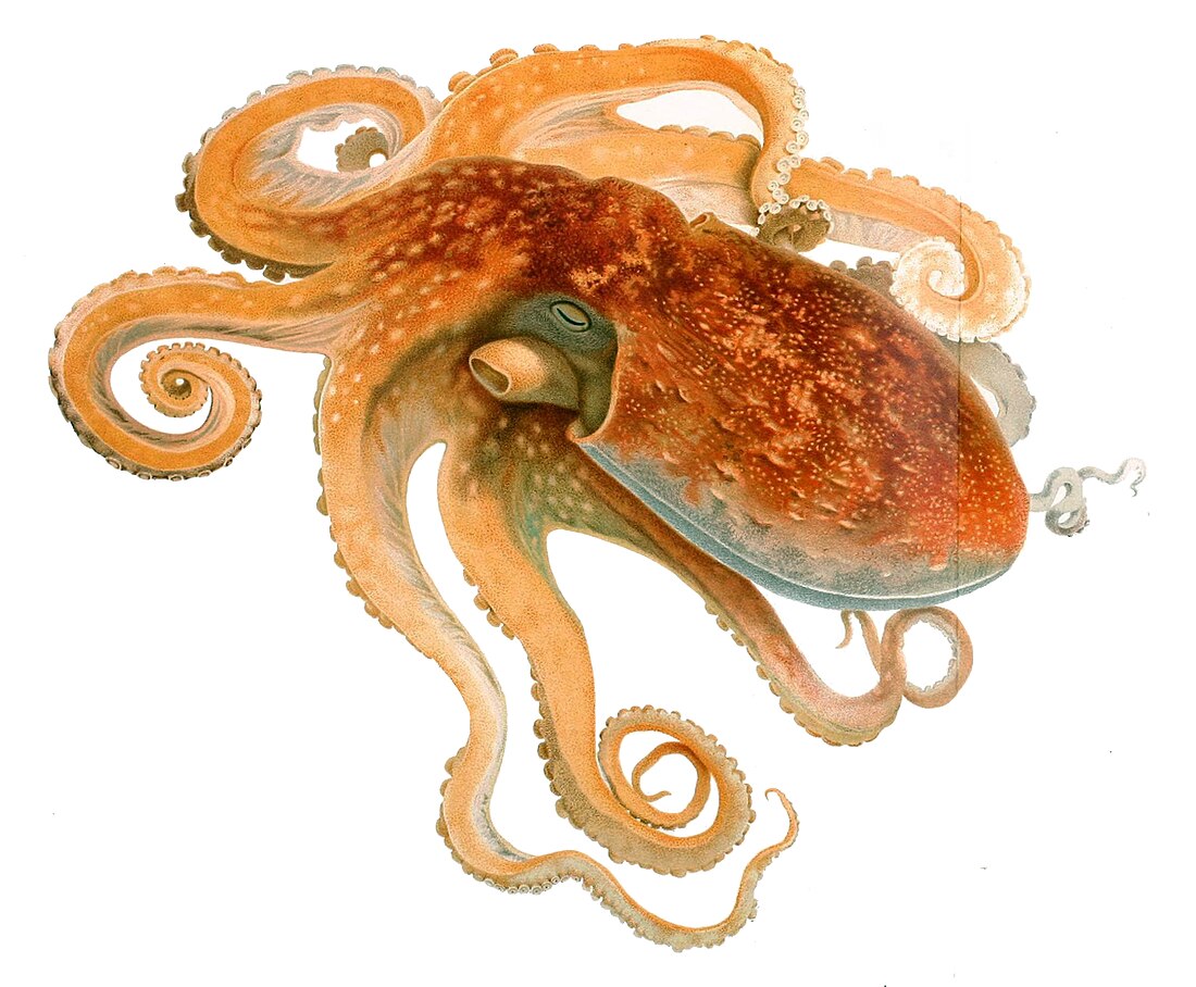 Curled octopus