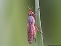 Elgiva cucularia (Linnaeus, 1767)