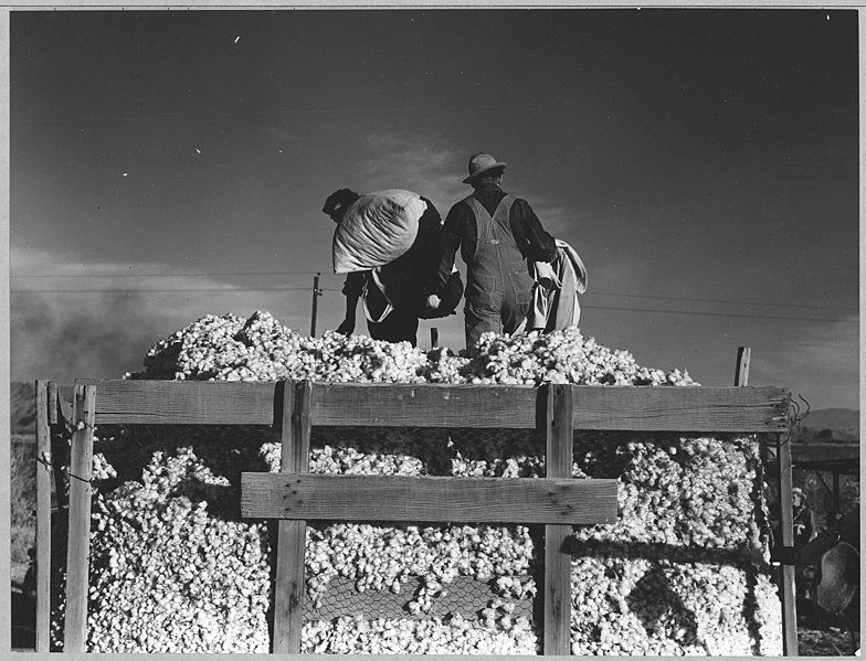 File:Eloy District, Pinal County, Arizona. Migratory cotton pickers dump their sacks into the field wagon . . . - NARA - 522251.jpg