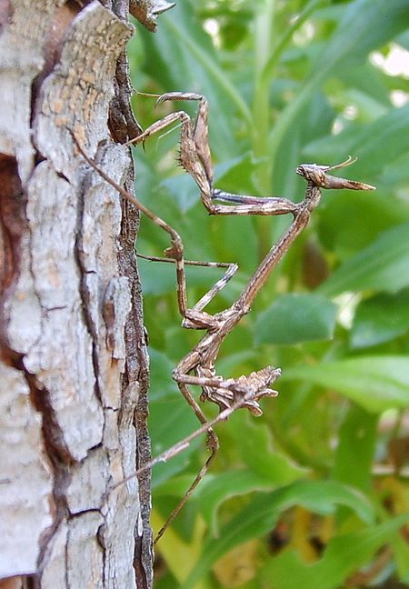 Empusa pennata Larve.jpg