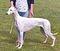 English Greyhound, white & red