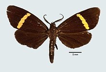 ephialtias dorsispilota.jpg