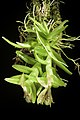 Epidendrum schlechterianum