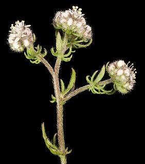 <i>Eremosyne</i> Genus of flowering plants