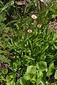 Erigeron peregrinus