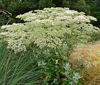 <i>Eriogonum giganteum</i> Species of wild buckwheat